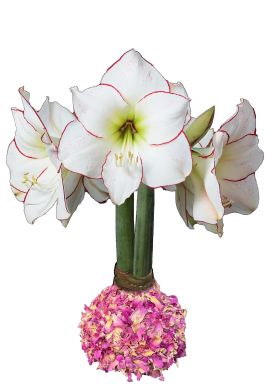 Botanical Rose Petal Waxed Picasso Amaryllis Bulb 34/38